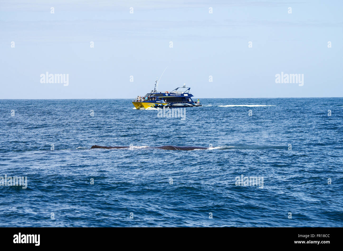 Whale watching in Kaikoura, New Zealand Stock Photo