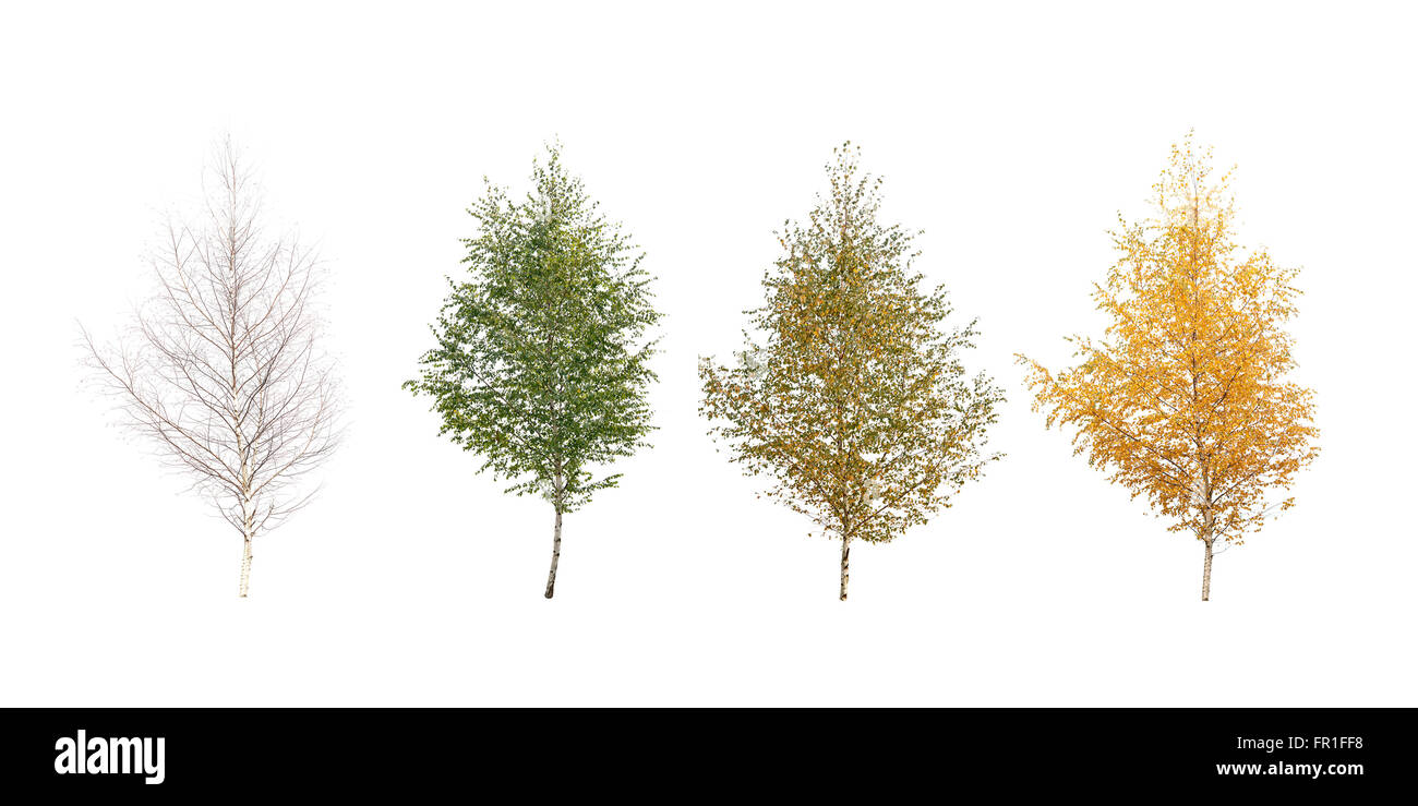 Four seasons. Isolated on white birch Stock Photo