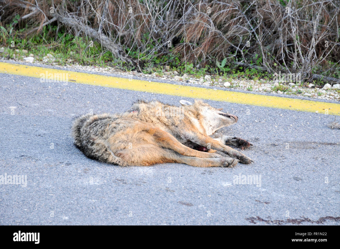 Golden jackal (Canis aureus) road kill. Photographed in Israel, Galilee Stock Photo