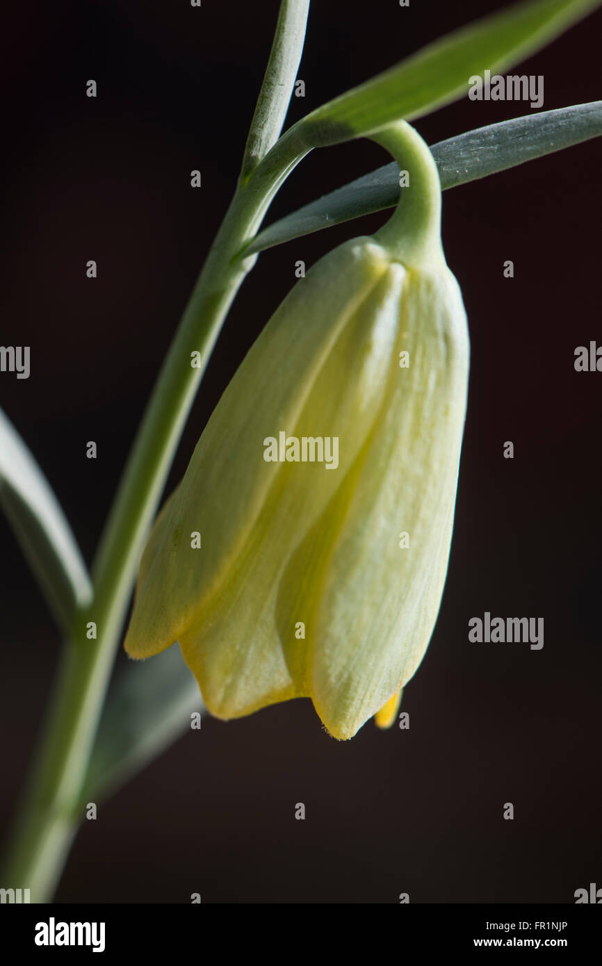 Fritillaria bithynica, growing in cultivation, Surrey, UK. Stock Photo