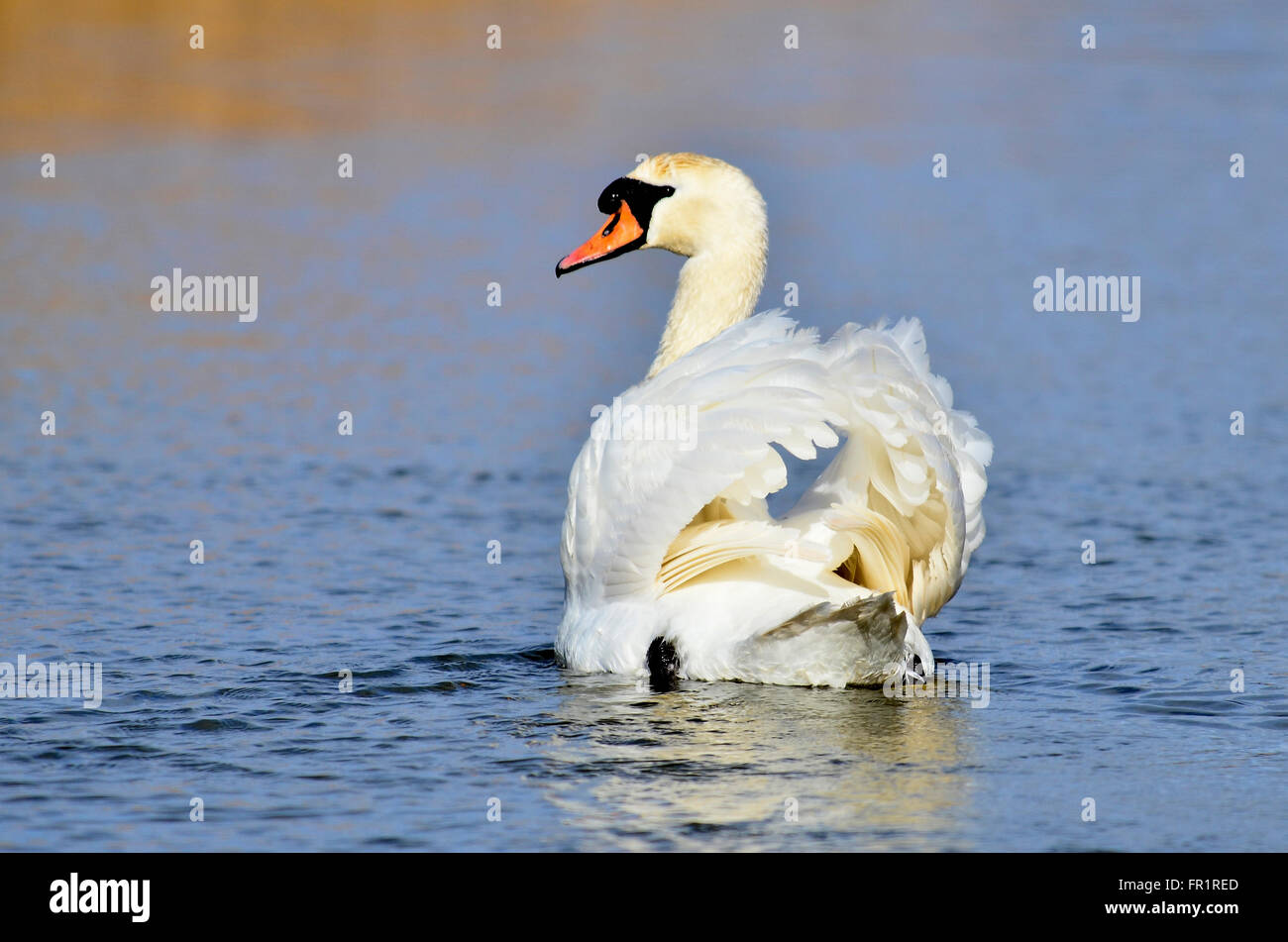 A mute swan swimming on calm water UK Stock Photo