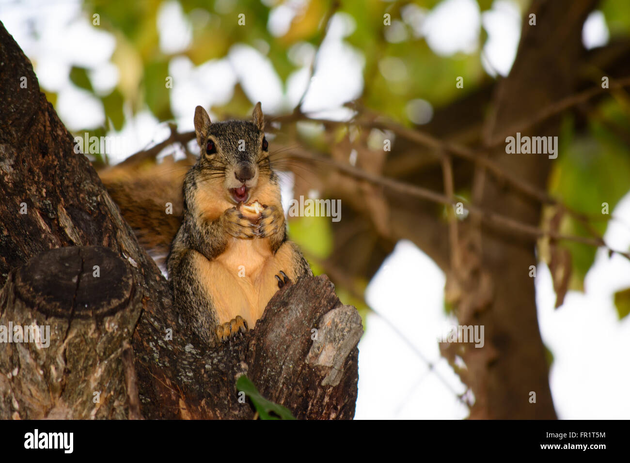 Fox Squirrel Sitting in Tree Eating Nut as if he is watching a show. Looking directly outward. Curious, Comical. Stock Photo
