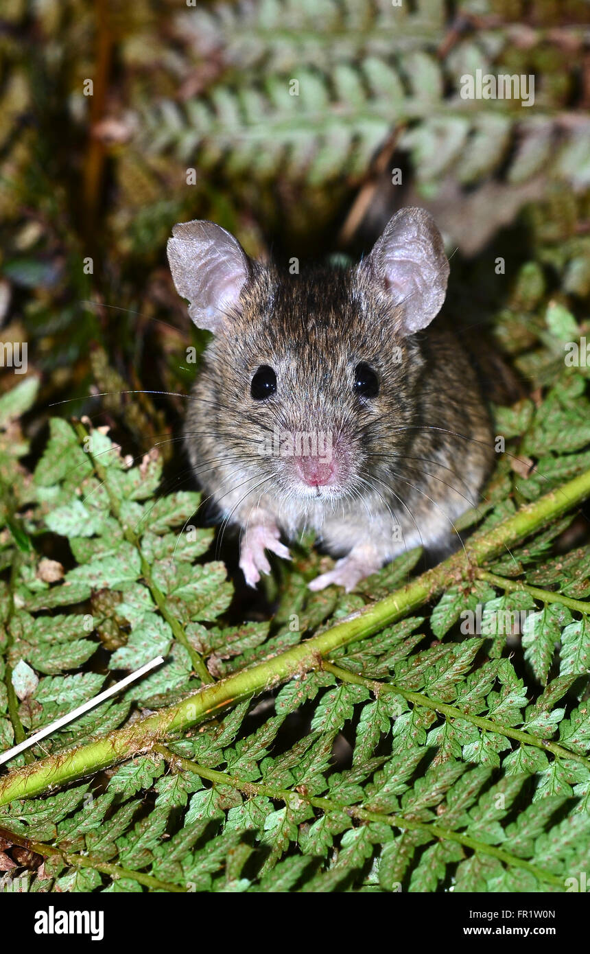 Adult house mouse Stock Photo