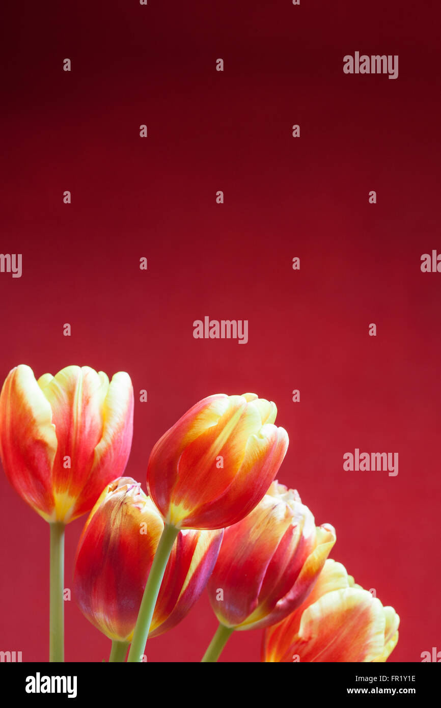 tulips on red background vertical postcard Stock Photo