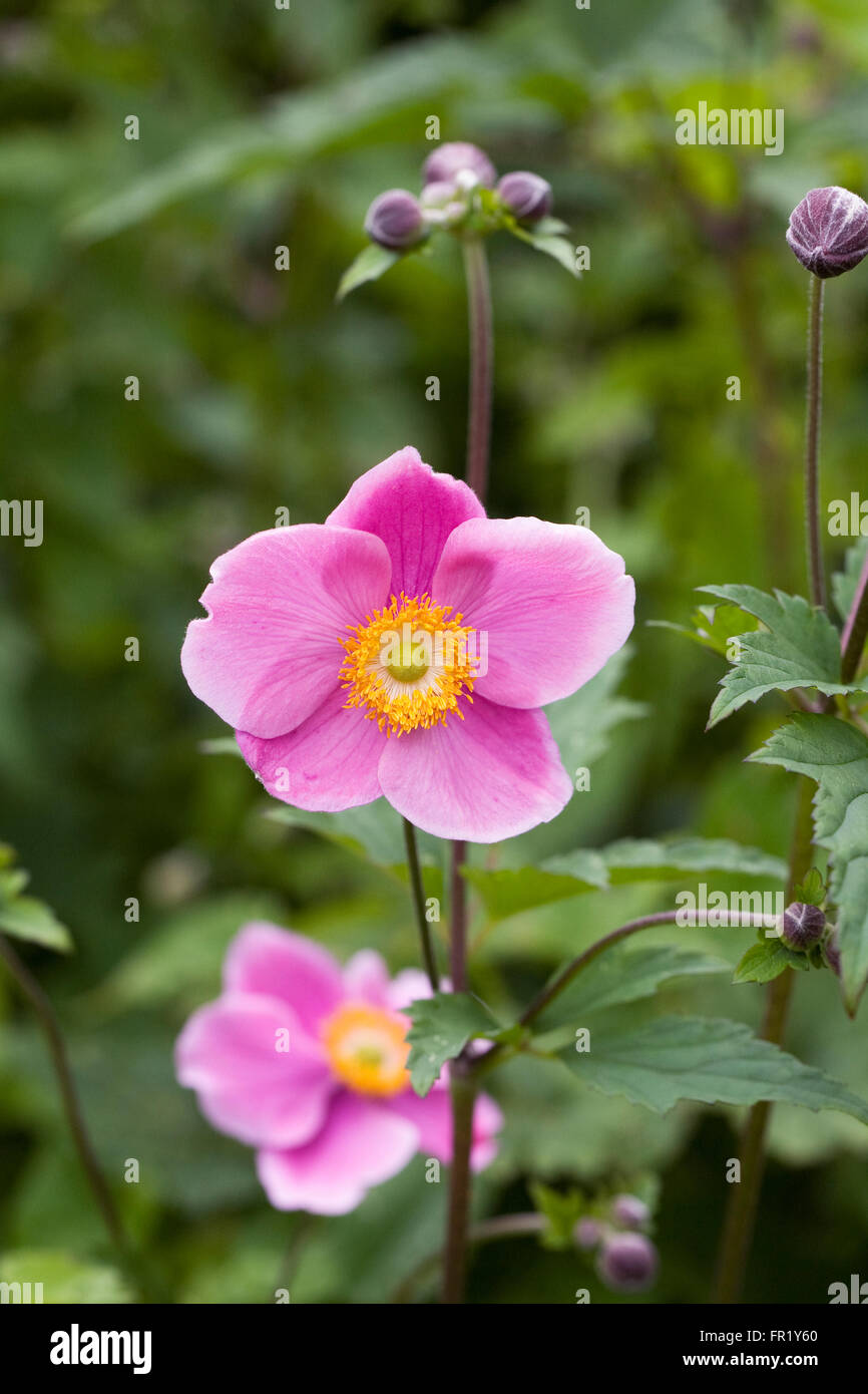 Anemone hupehensis 'Hadspen Abundance' flower. Stock Photo
