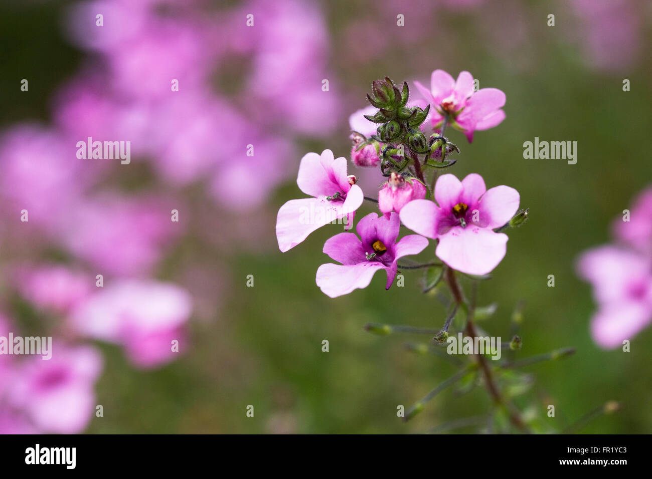 Diascia 'Lilac Belle' flowers. Stock Photo