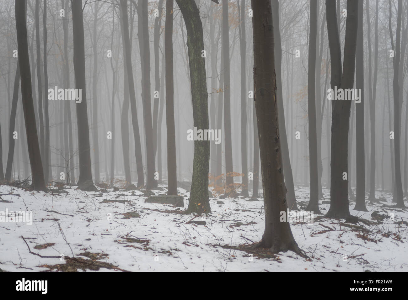 Forest in the mist at thaw Sleza Mount Landscaped Park Stock Photo