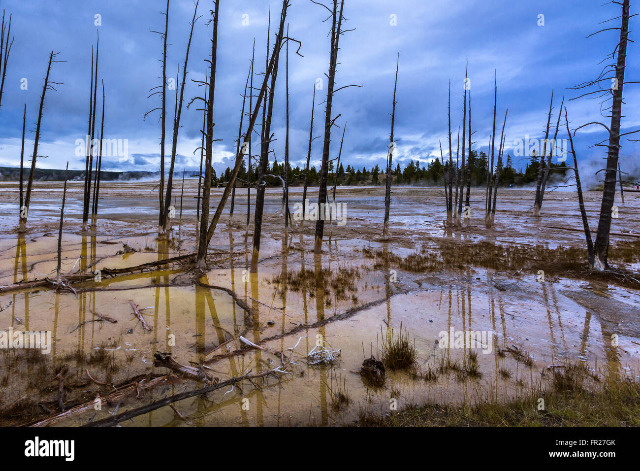 Dead Trees at Yellowstone National Park Stock Photo Alamy