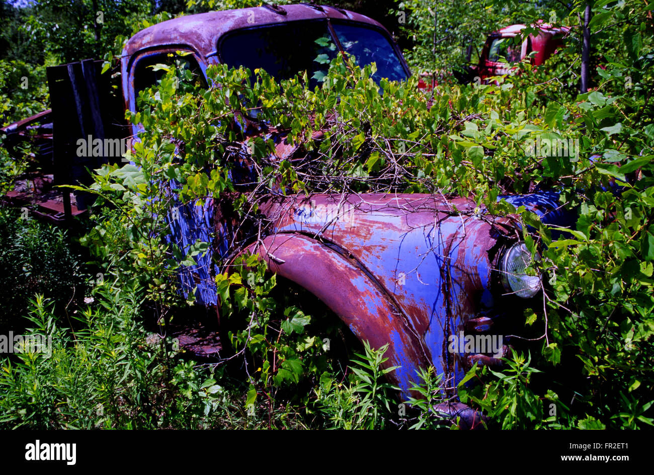 Old abandoned cars and pickup trucks in wrecking yard Stock Photo