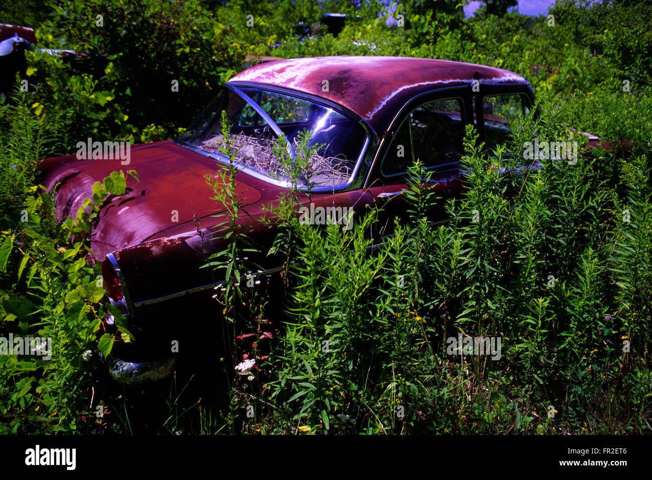 Old abandoned cars and pickup trucks in wrecking yard Stock Photo