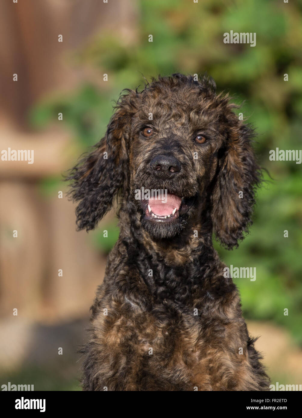 Standard poodle cheap 4 months old