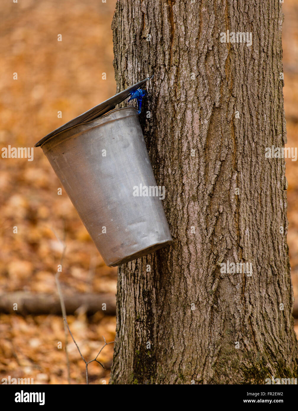 Collecting maple sap in Ontario Canada. Stock Photo