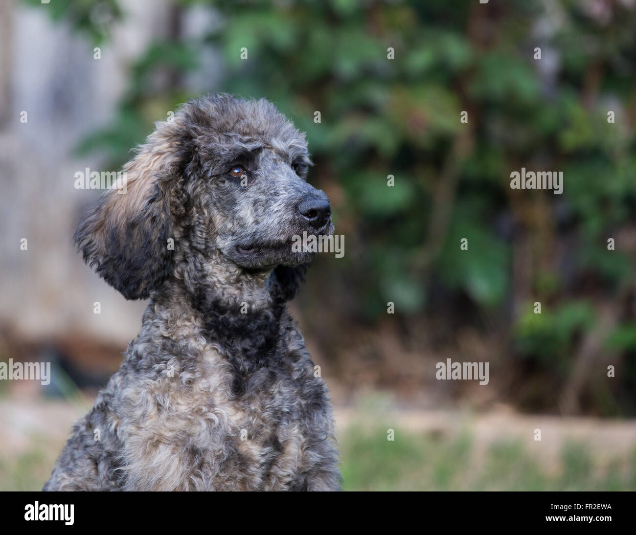 roxy poodle