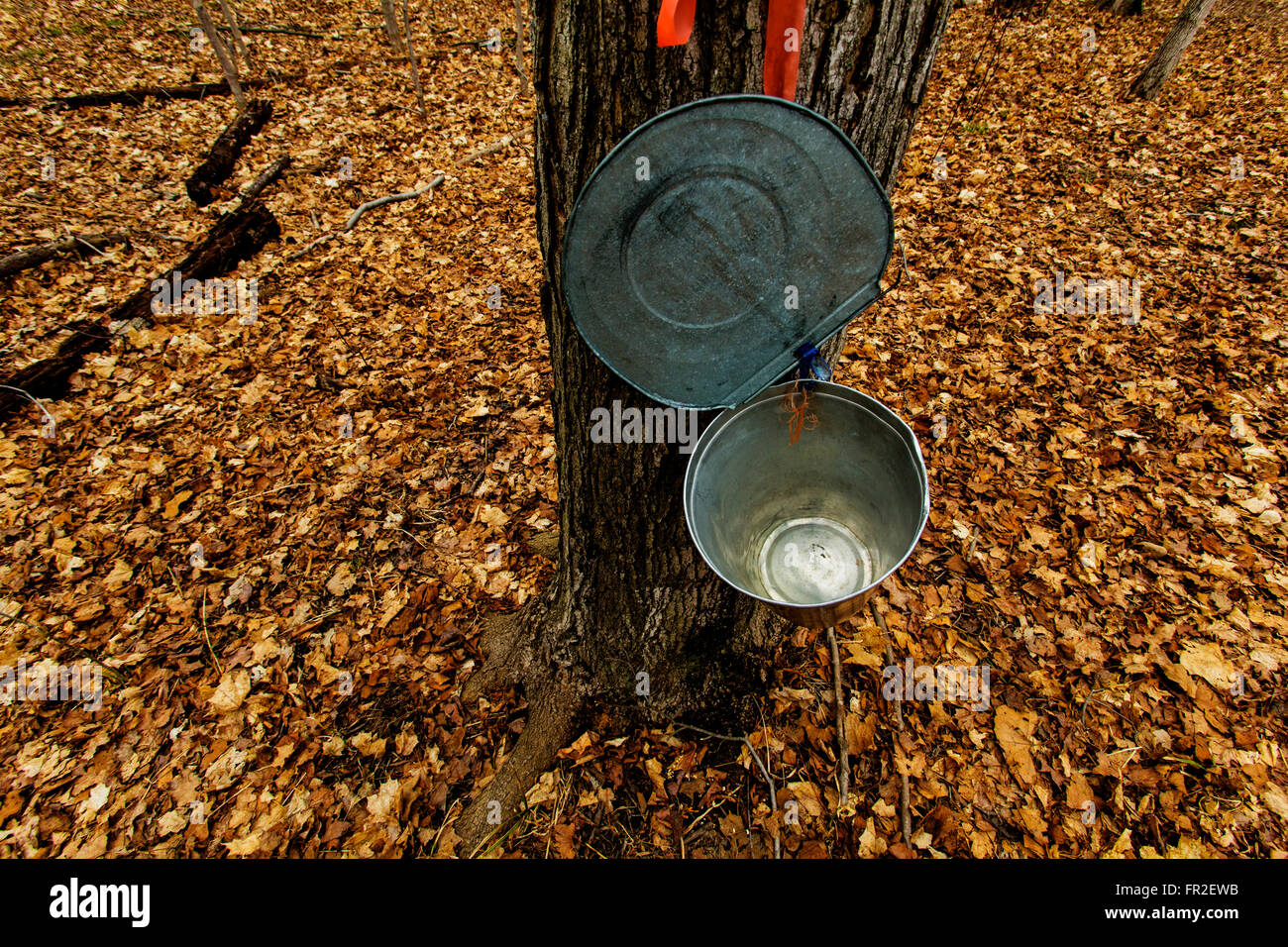 Collecting maple sap in Ontario Canada. Stock Photo