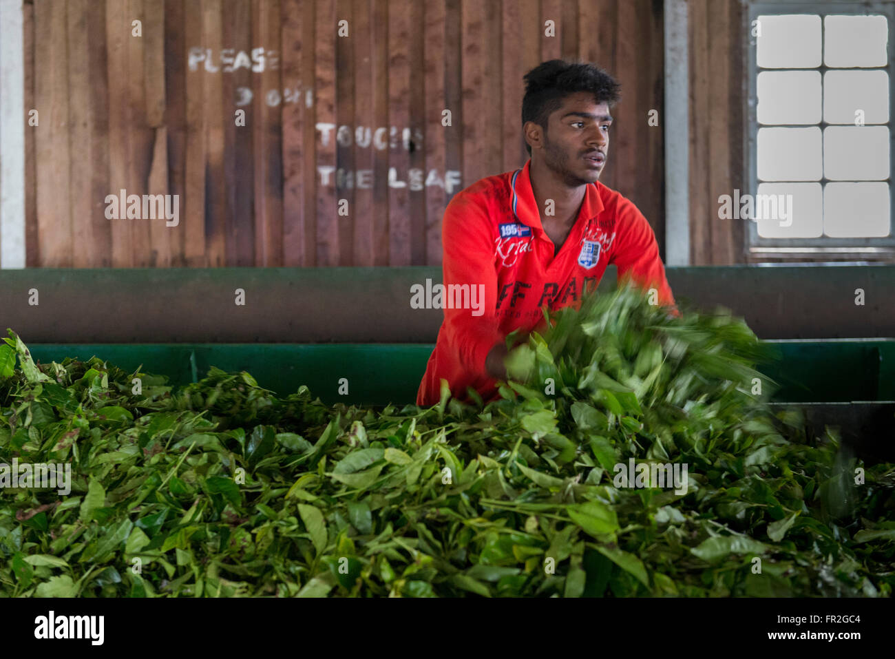 Worker, Tea Factory, Kolukkumalai Tea Estate, Western Ghats Stock Photo