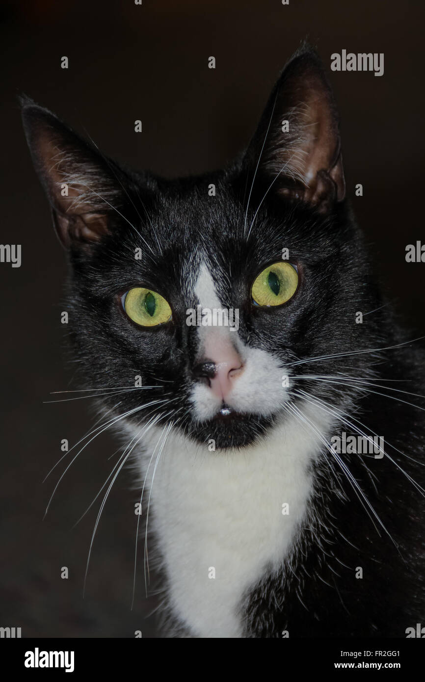 Black and White cat Stock Photo Alamy