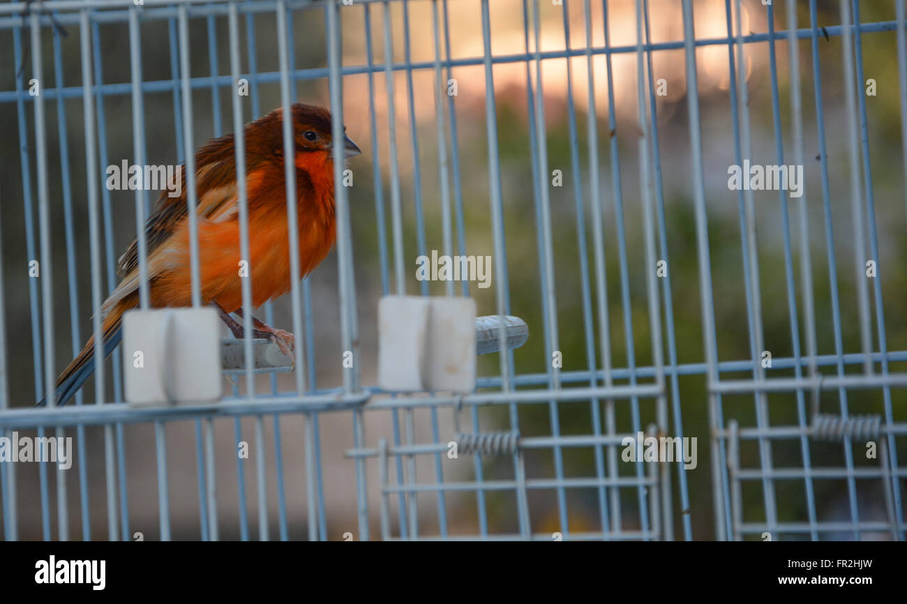 Sad bird hires stock photography and images Alamy