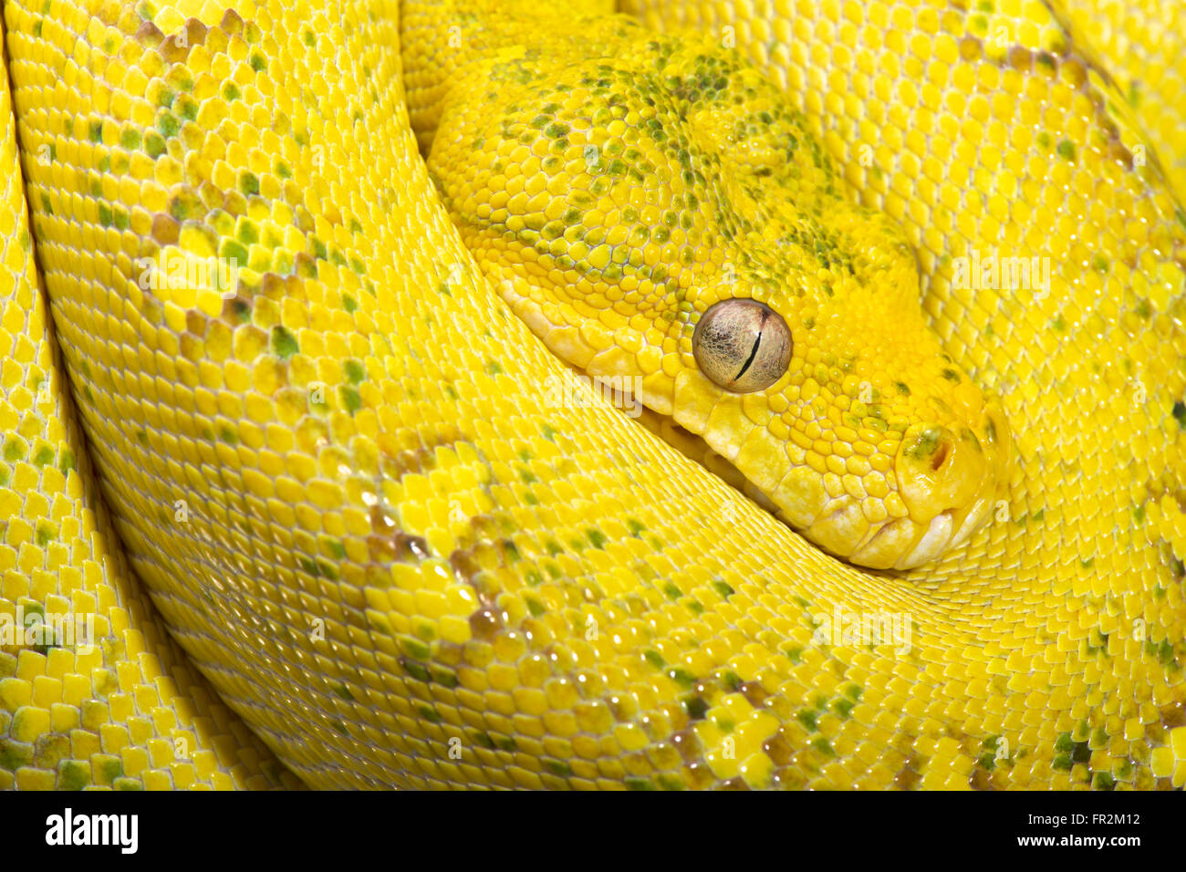 Yellow tree python (Morelia viridis Stock Photo - Alamy