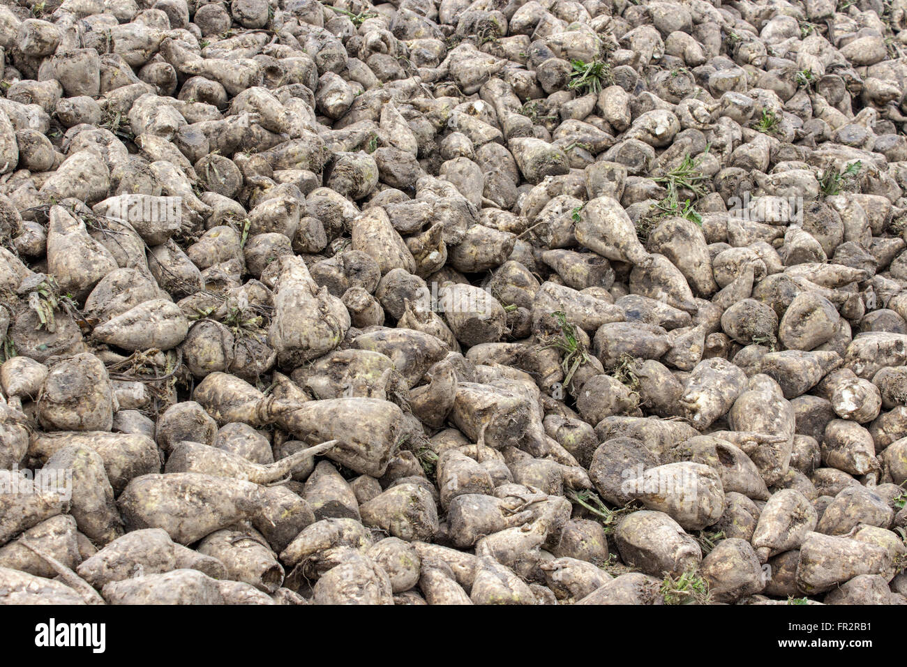 hill with sugarbeet  harvested Stock Photo