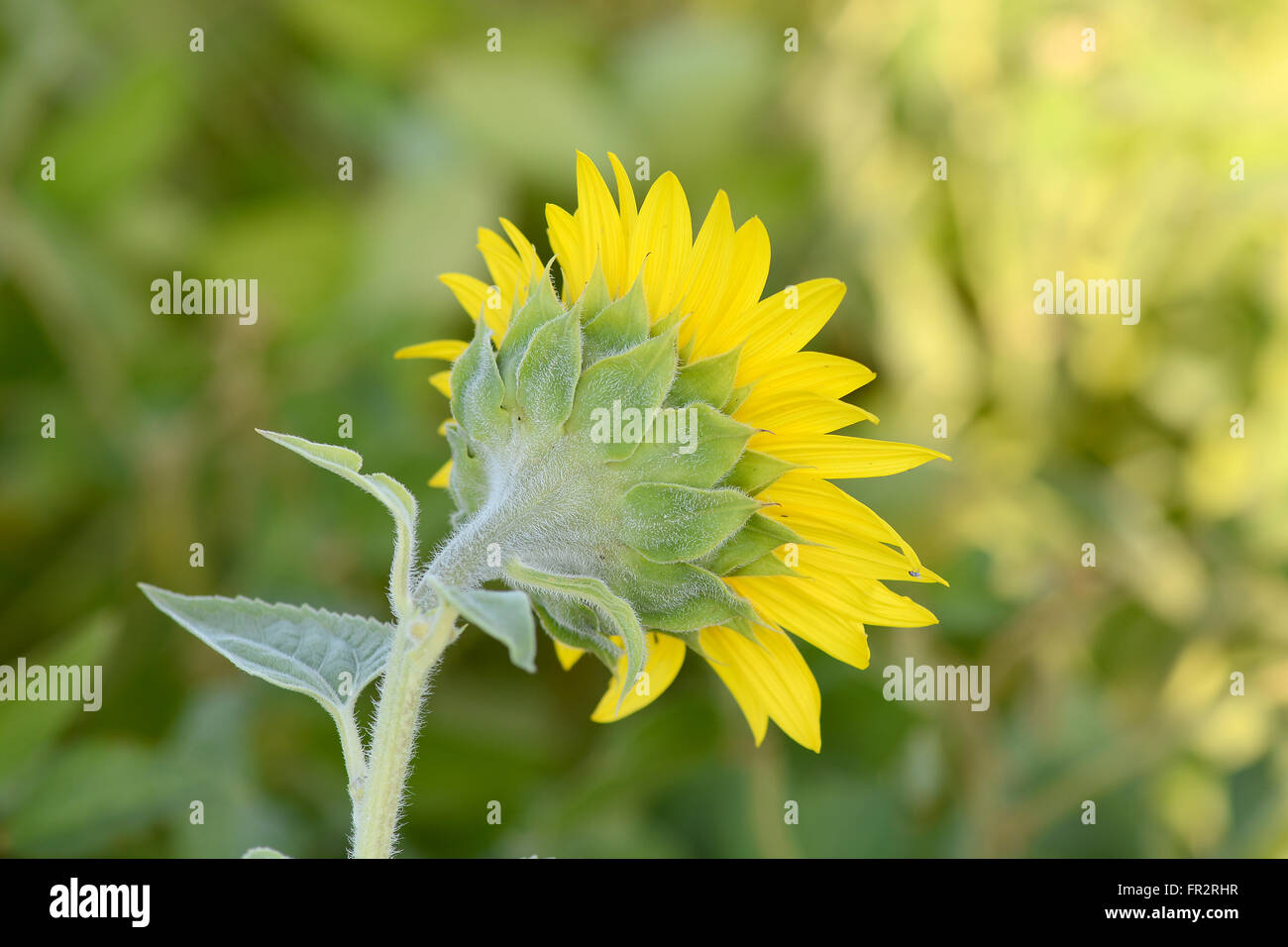 background picture of a sunflower field Stock Photo - Alamy