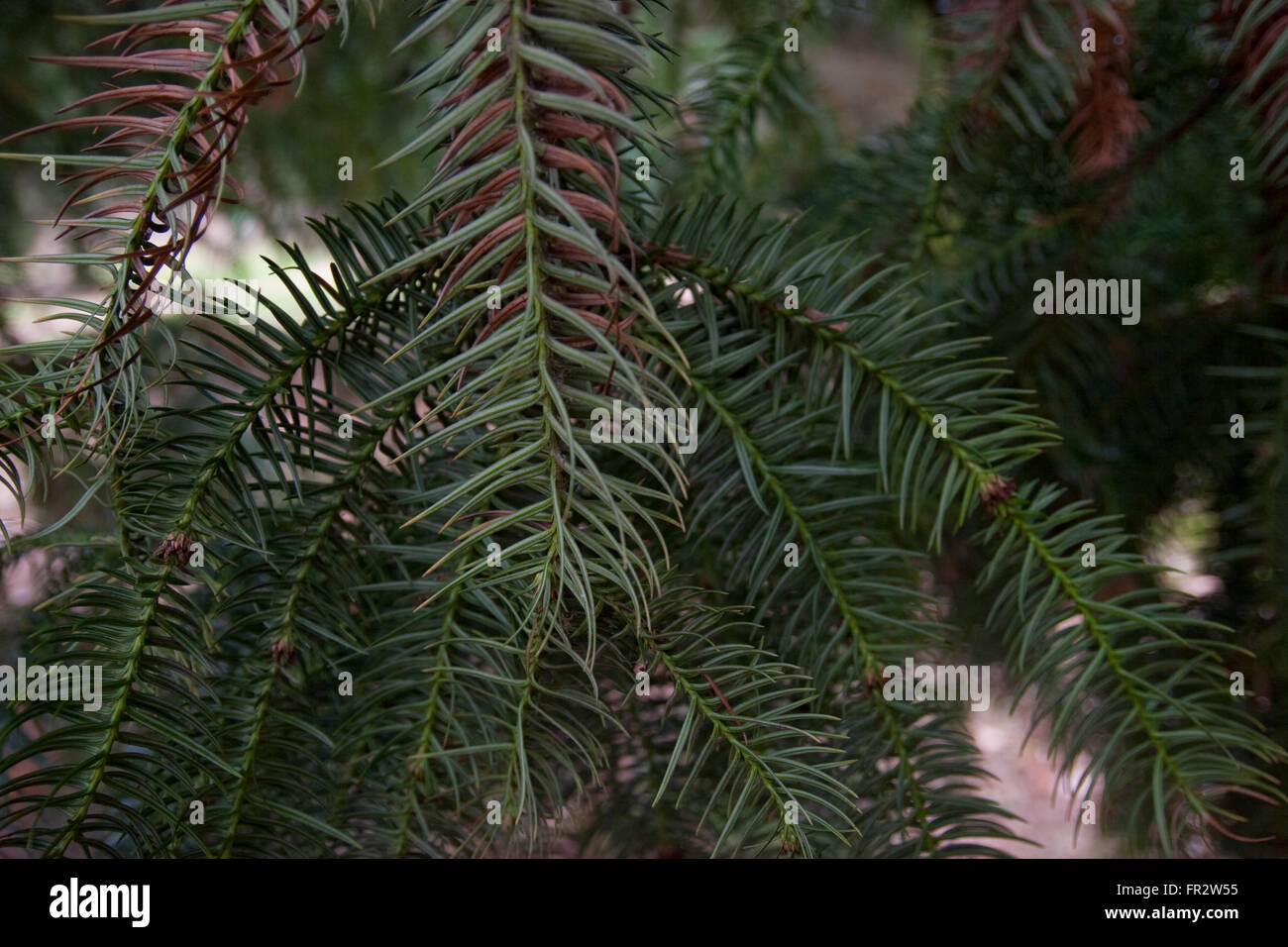 China fir tree leaves close up Stock Photo