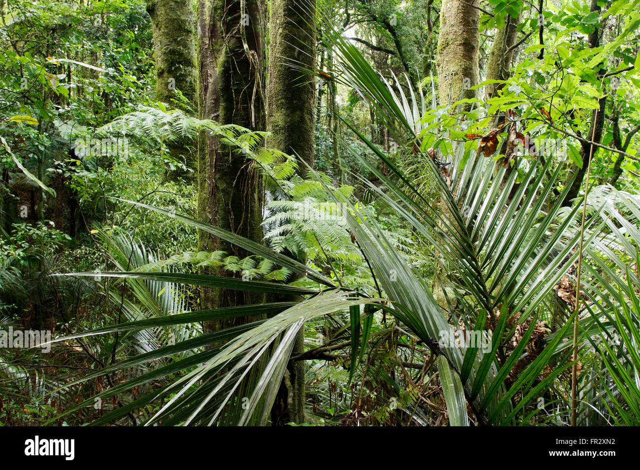 Lush green foliage in tropical jungle Stock Photo - Alamy