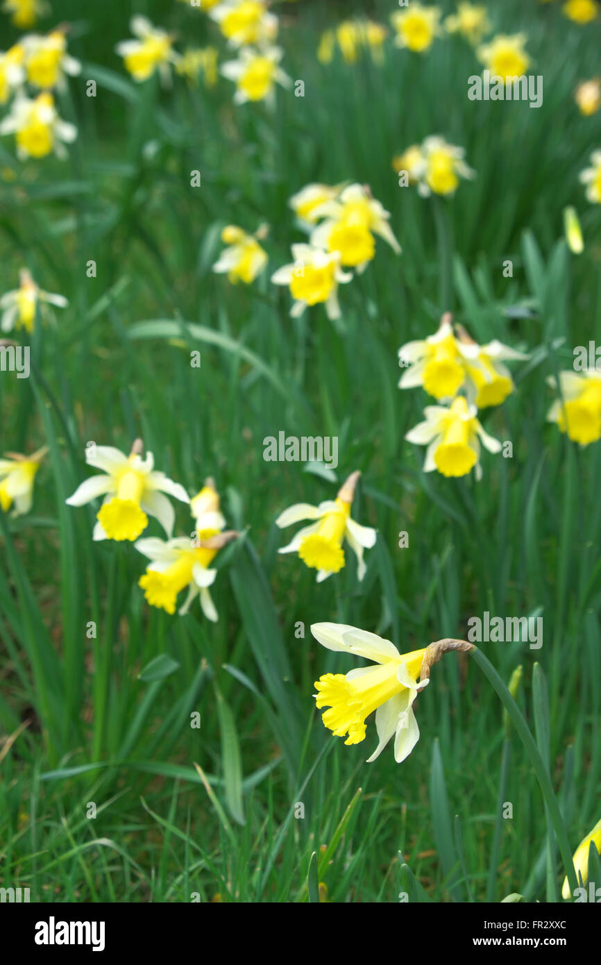 Daffodils blooming flowering in March spring UK Stock Photo