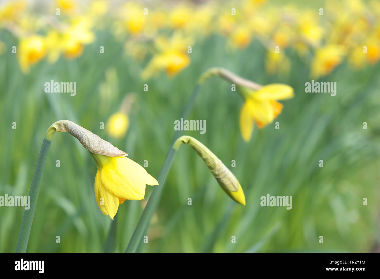 Daffodils in March spring UK Stock Photo