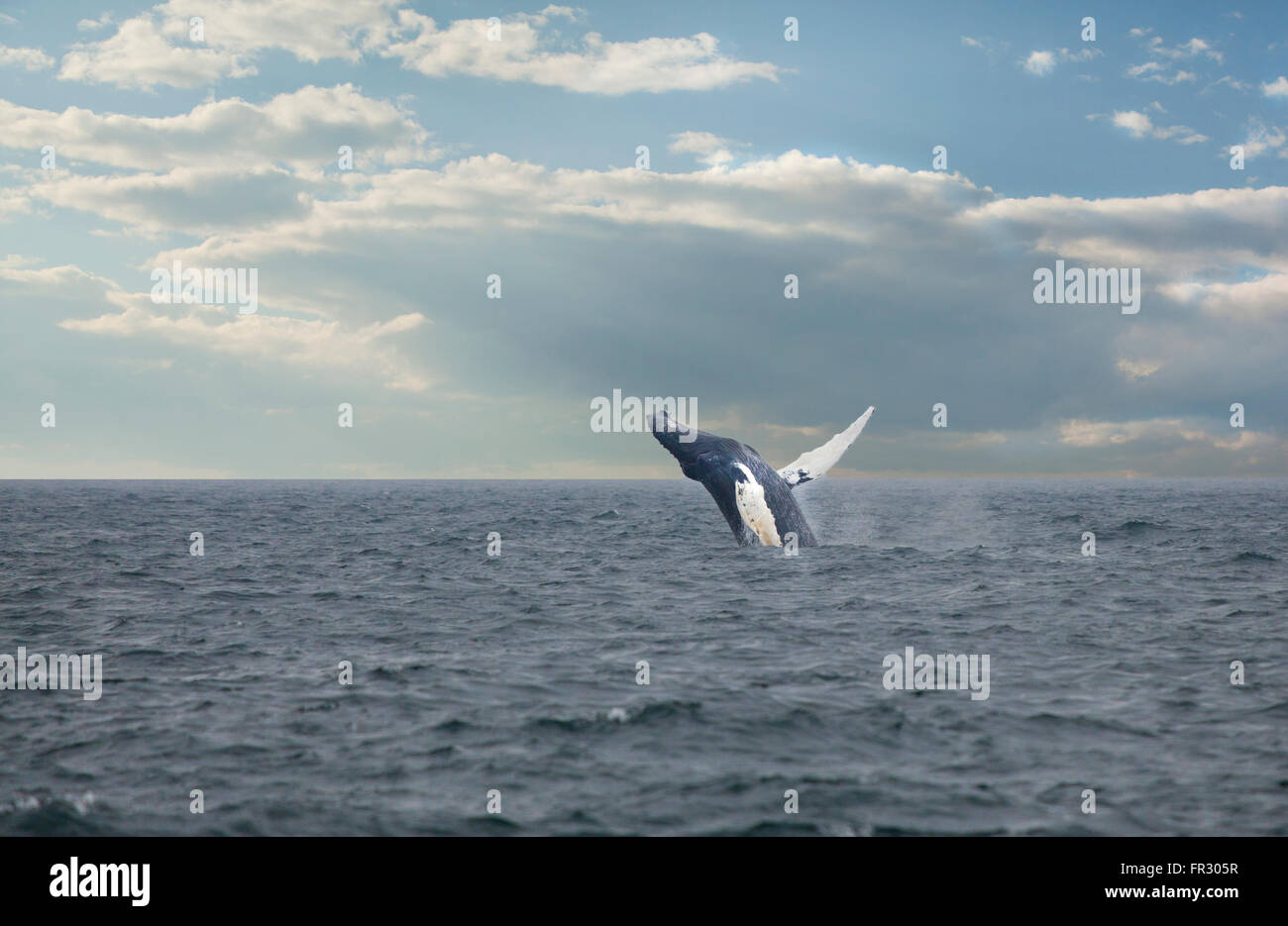 humpback whale breaching in ocean Stock Photo