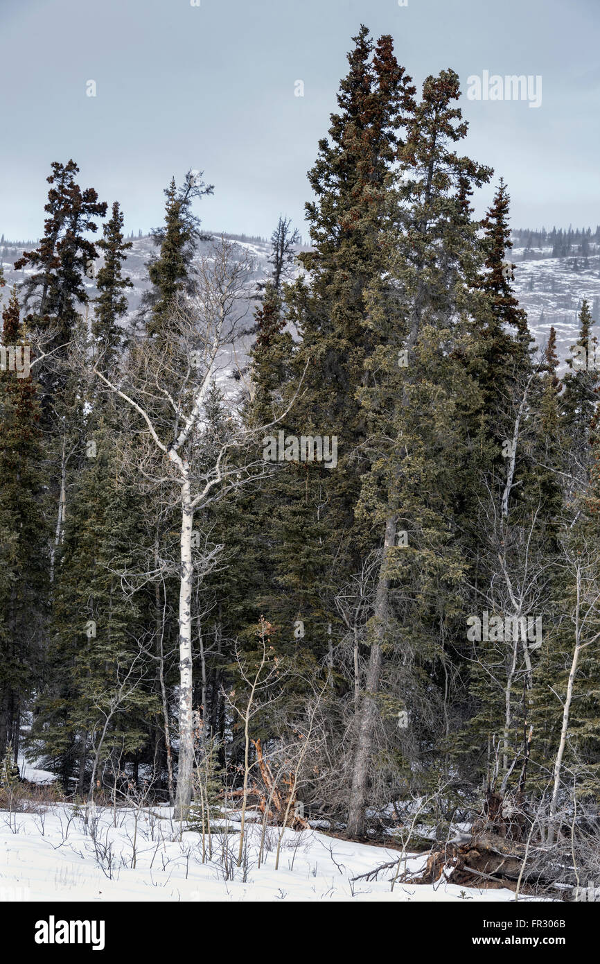 Black spruce and aspen popular trees with distant snow fall, Alaska