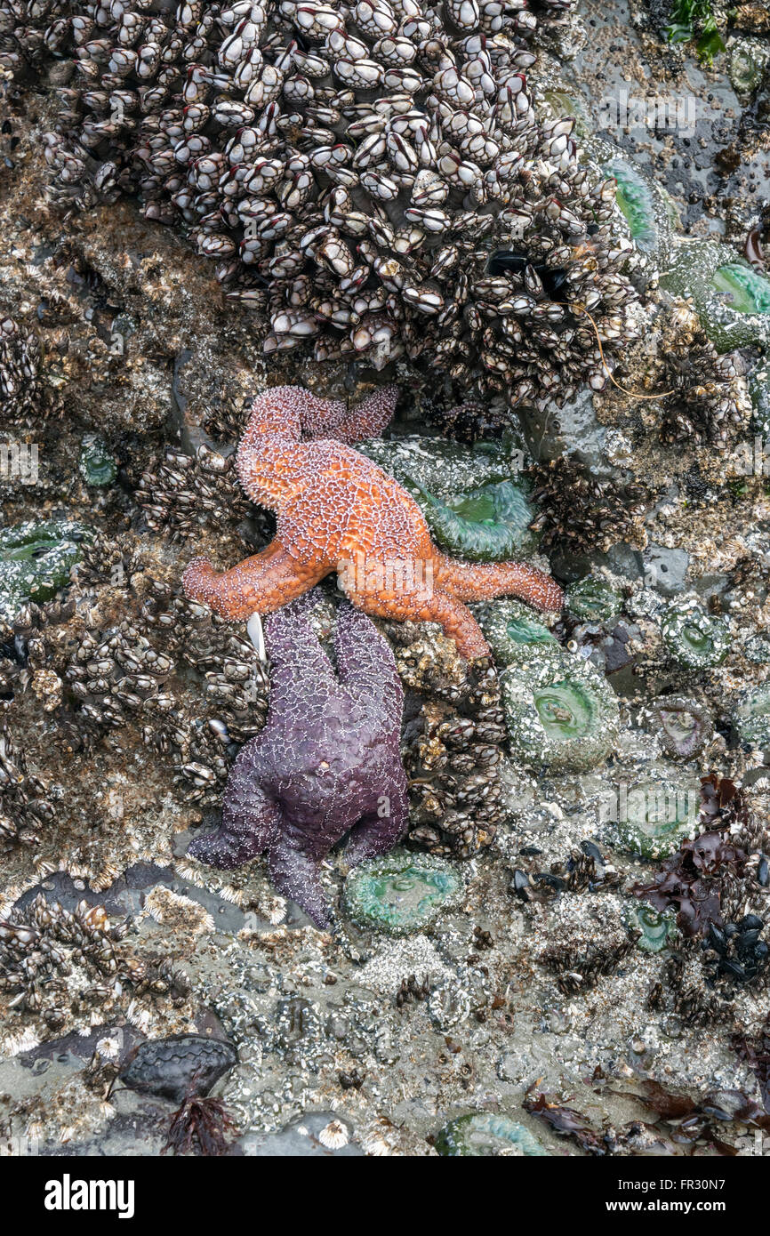 Seascape with orange  and purple sea stars and green anemones, Chesterman Beach, Tofino, British Columbia, Canada Stock Photo