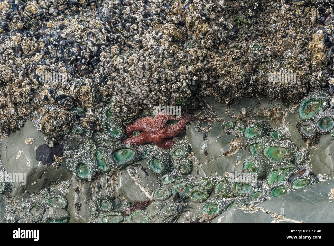 Rock encrusted with sea life, Chesterman Beach, Tofino, British Columbia, Canada Stock Photo