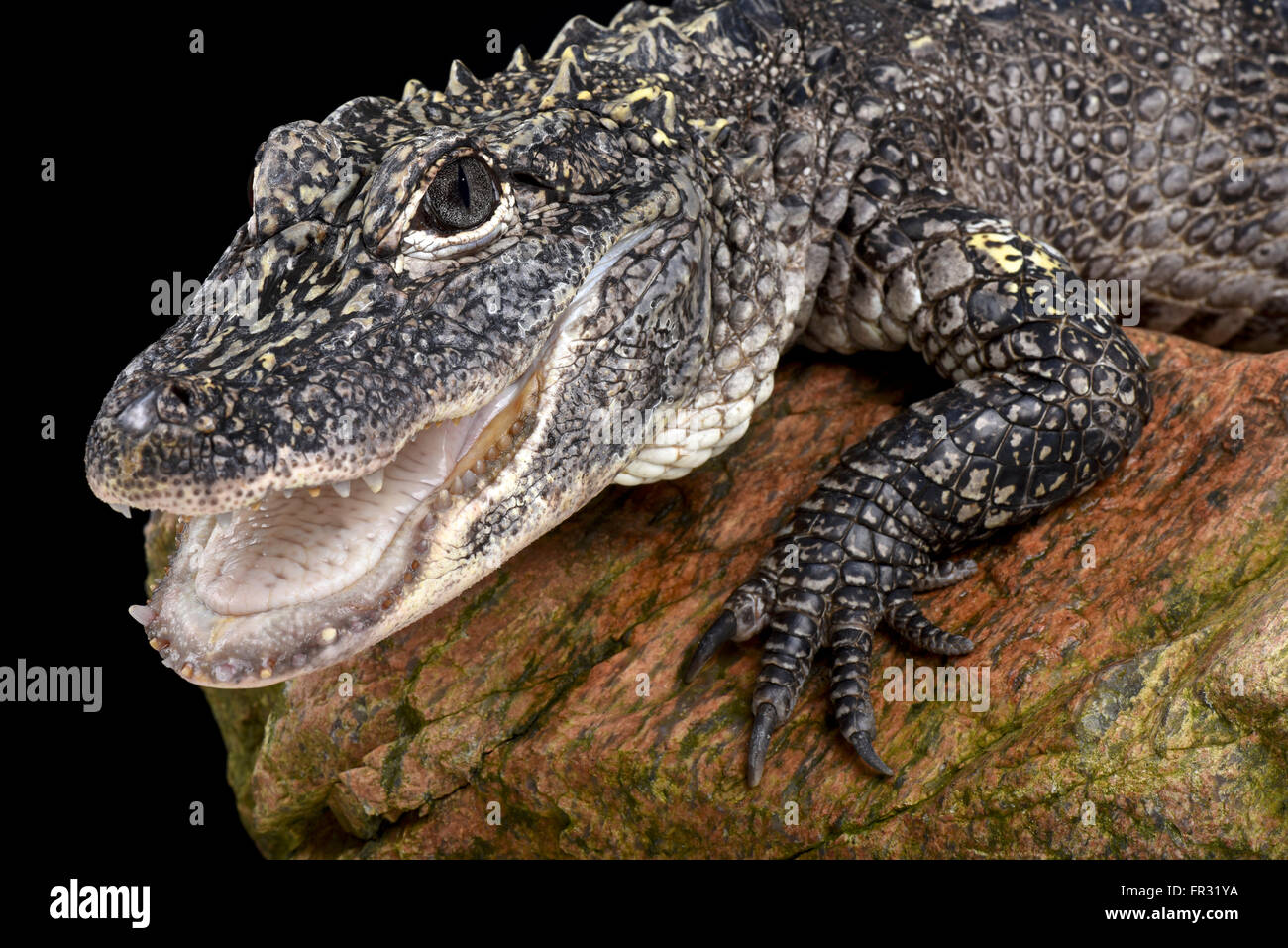 Chinese alligator (Alligator sinensis) Stock Photo