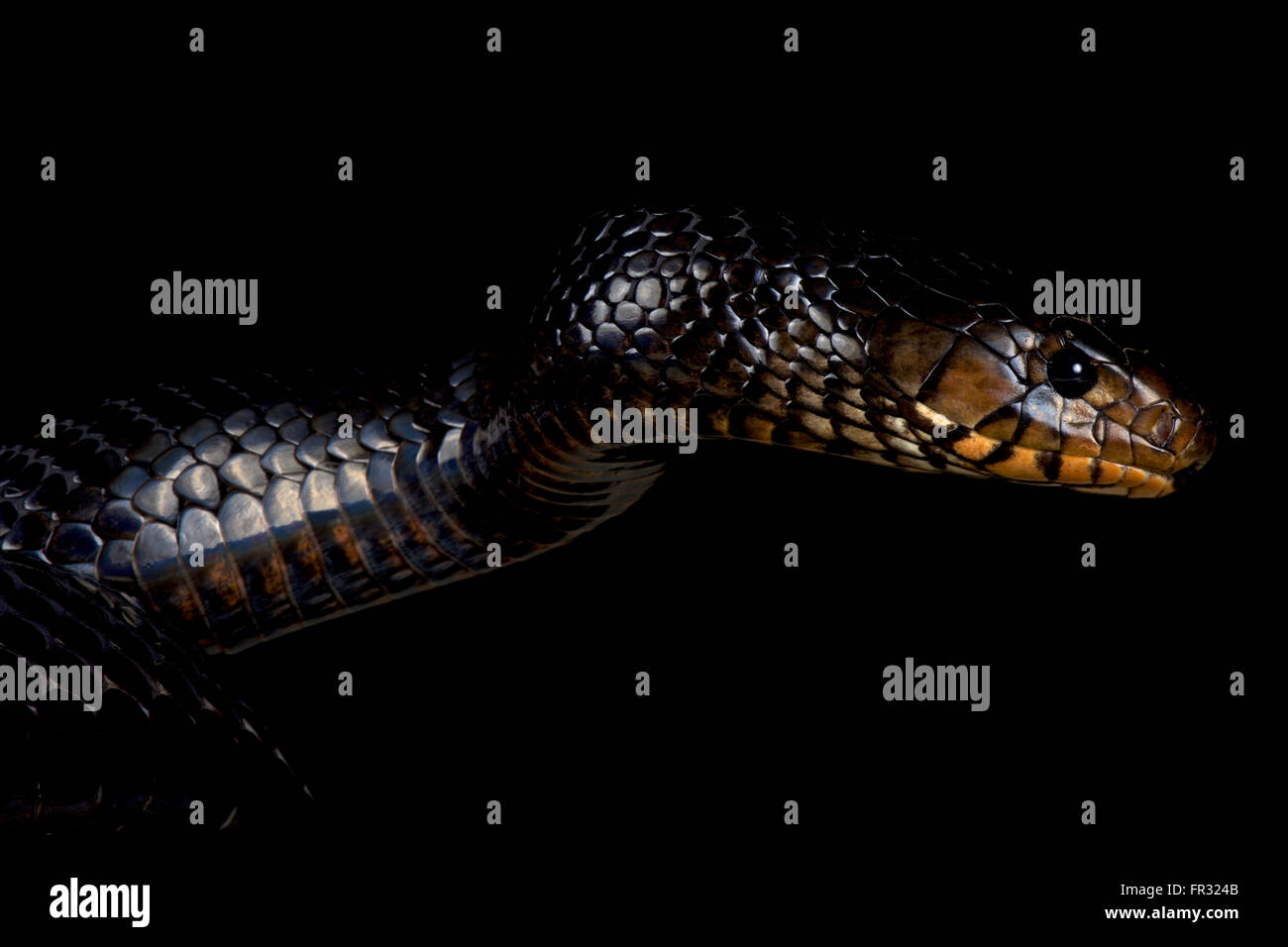 Eastern indigo snake (Drymarchon couperi) Stock Photo