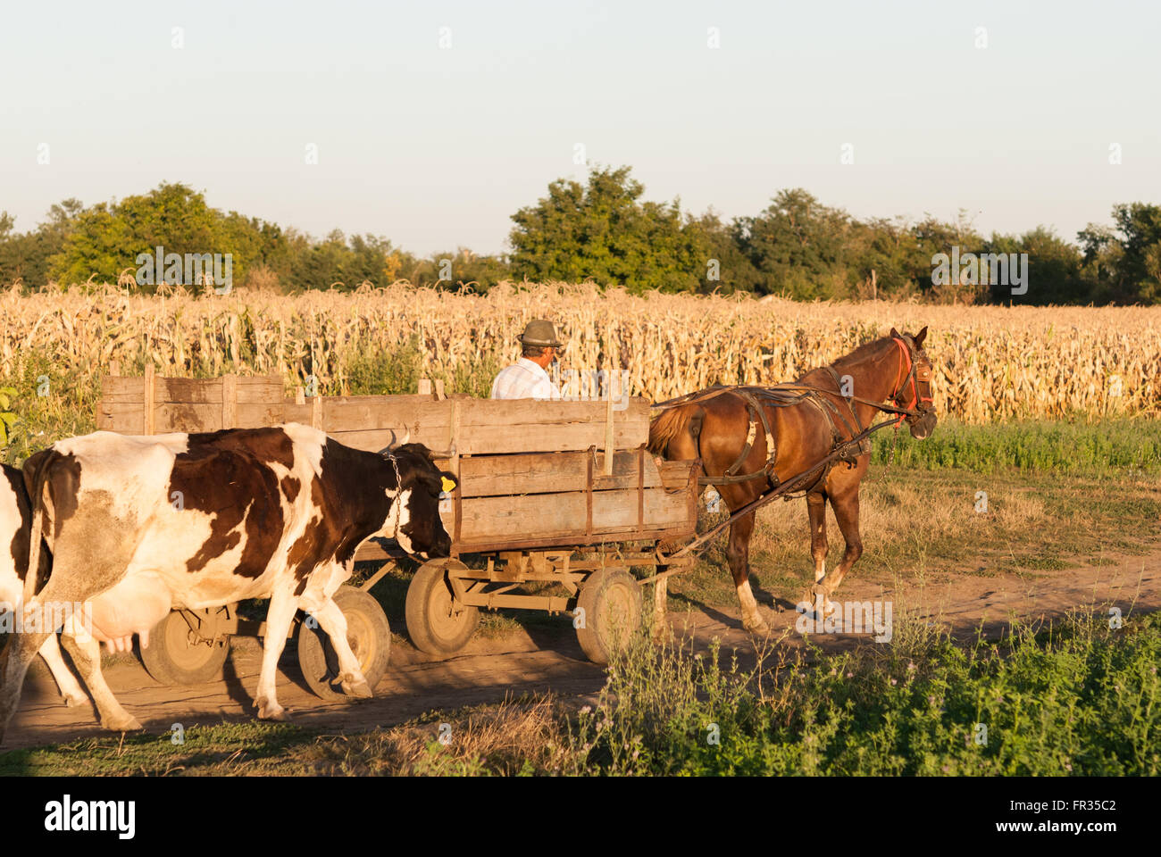 Europe cow old romanian traditonal hi-res stock photography and images -  Alamy