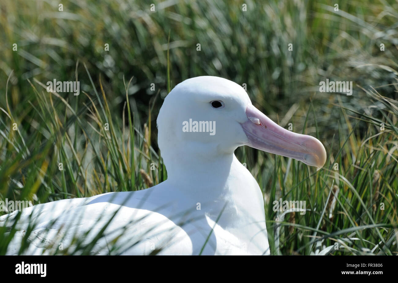A Wandering Albatross (Diomedea exulans) on its nest. Prion Island, South Georgia. Stock Photo