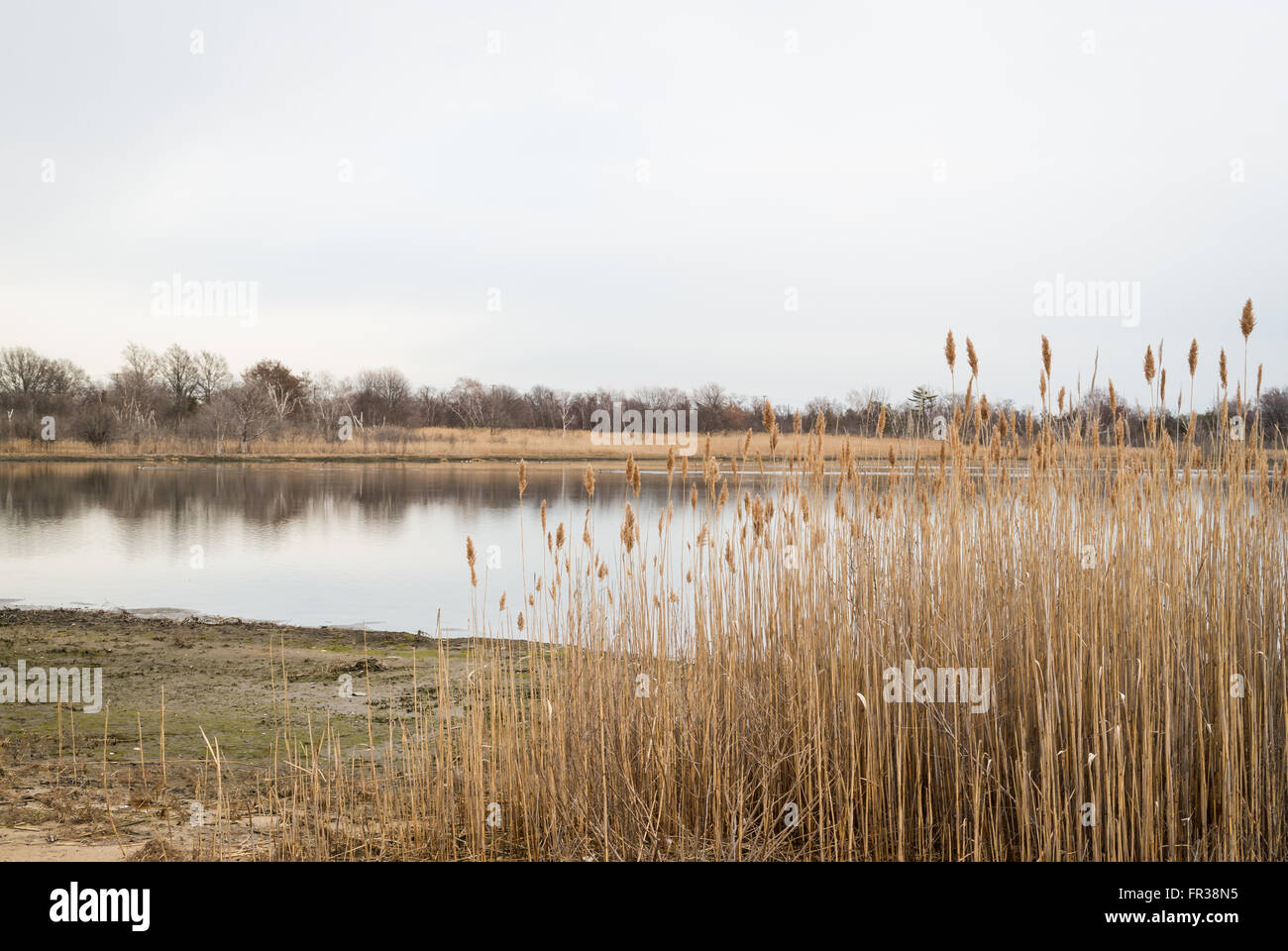 View across the West Pond at the Jamaica Bay Wildlife Refuge in New York, with Common Reeds (Phragmites australis) in foreground Stock Photo