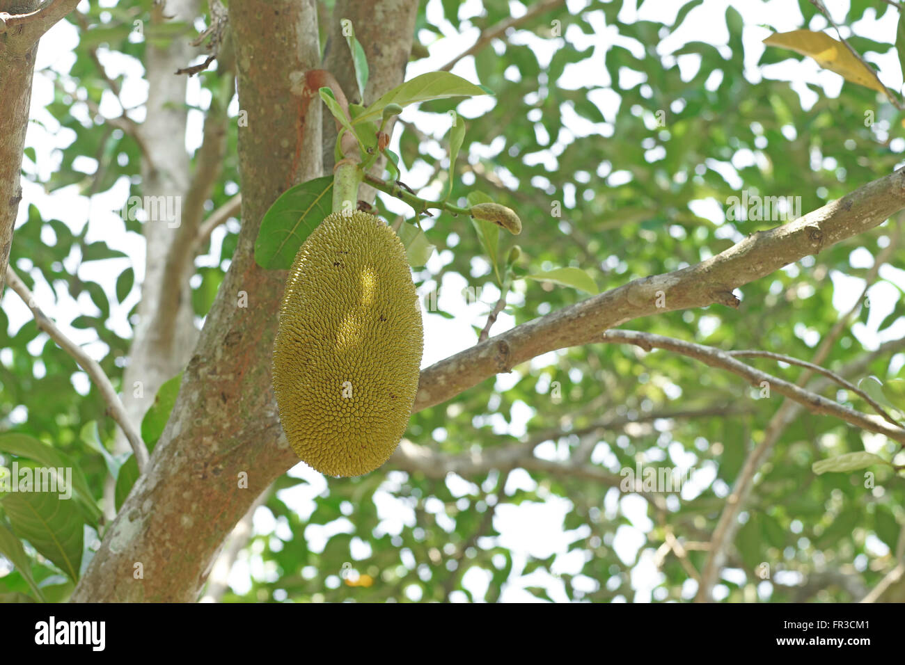 young jackfruit on jackfruit tree Stock Photo