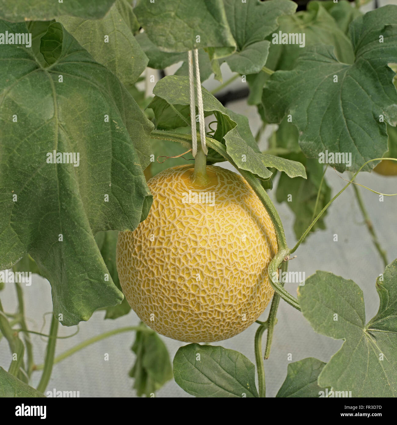 Melon growing hires stock photography and images Alamy