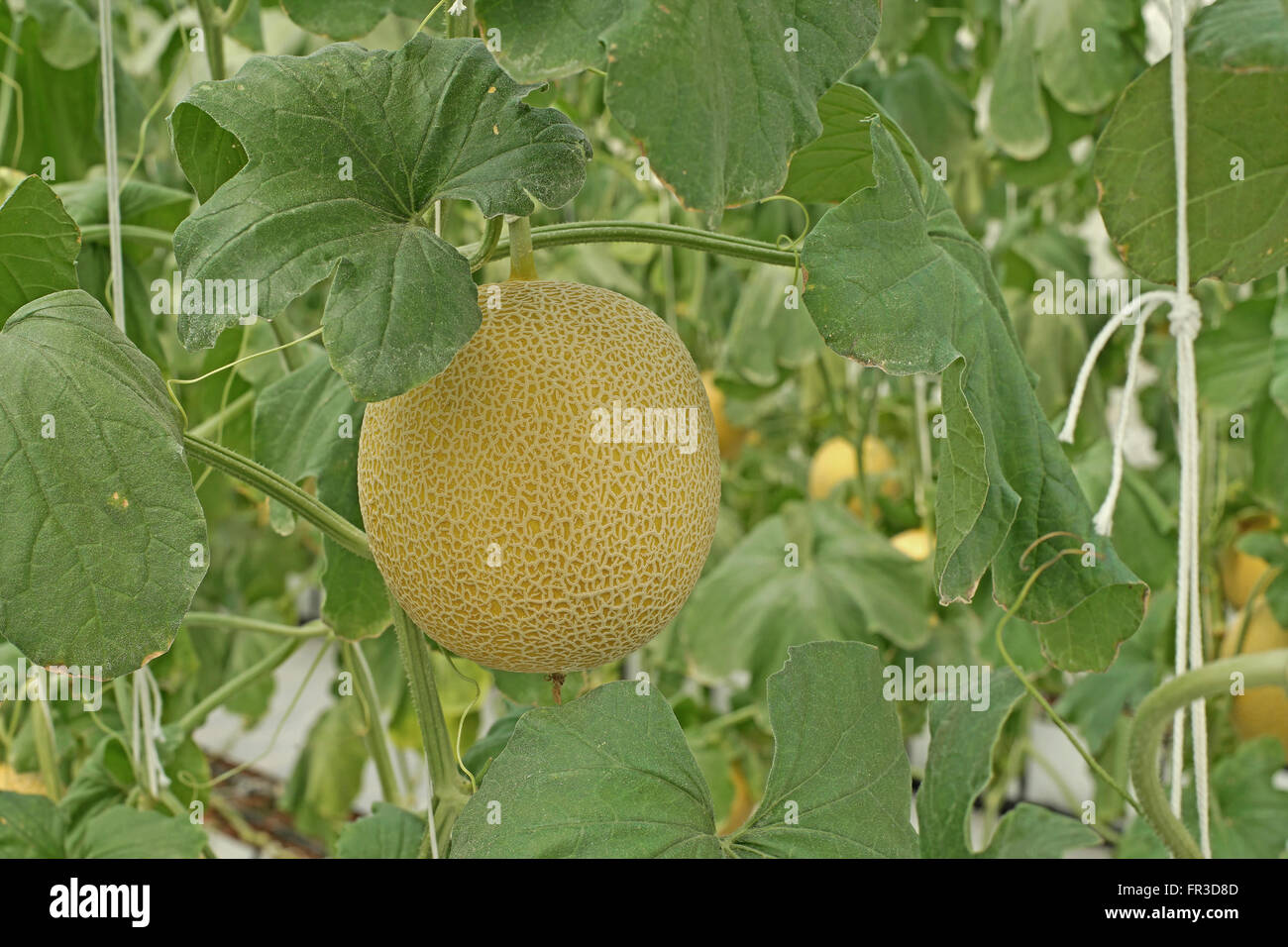 Melon growing in greenhouse hires stock photography and images Alamy