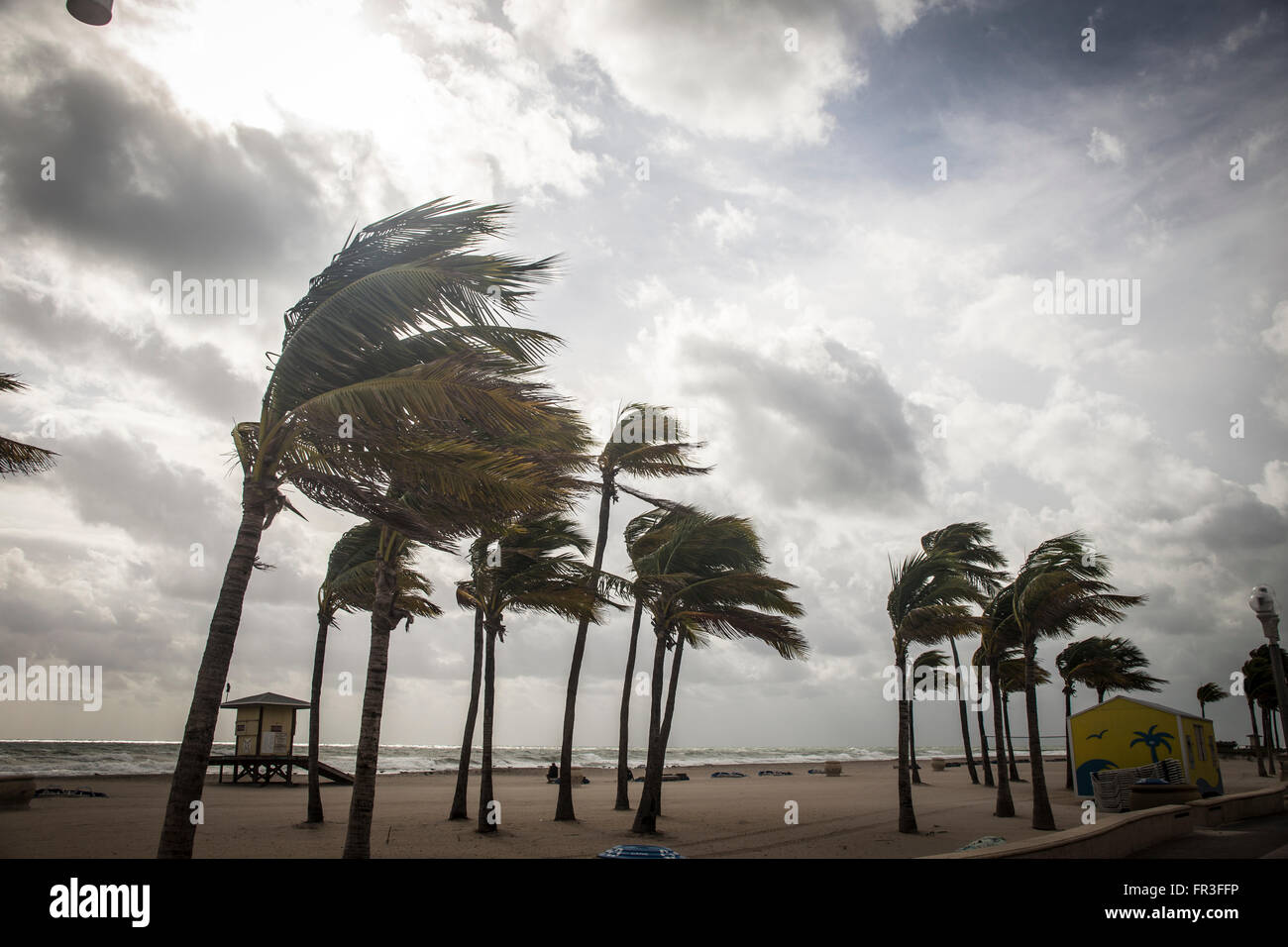 Palm Trees Before a Tropical Storm or Hurricane Stock Photo Alamy