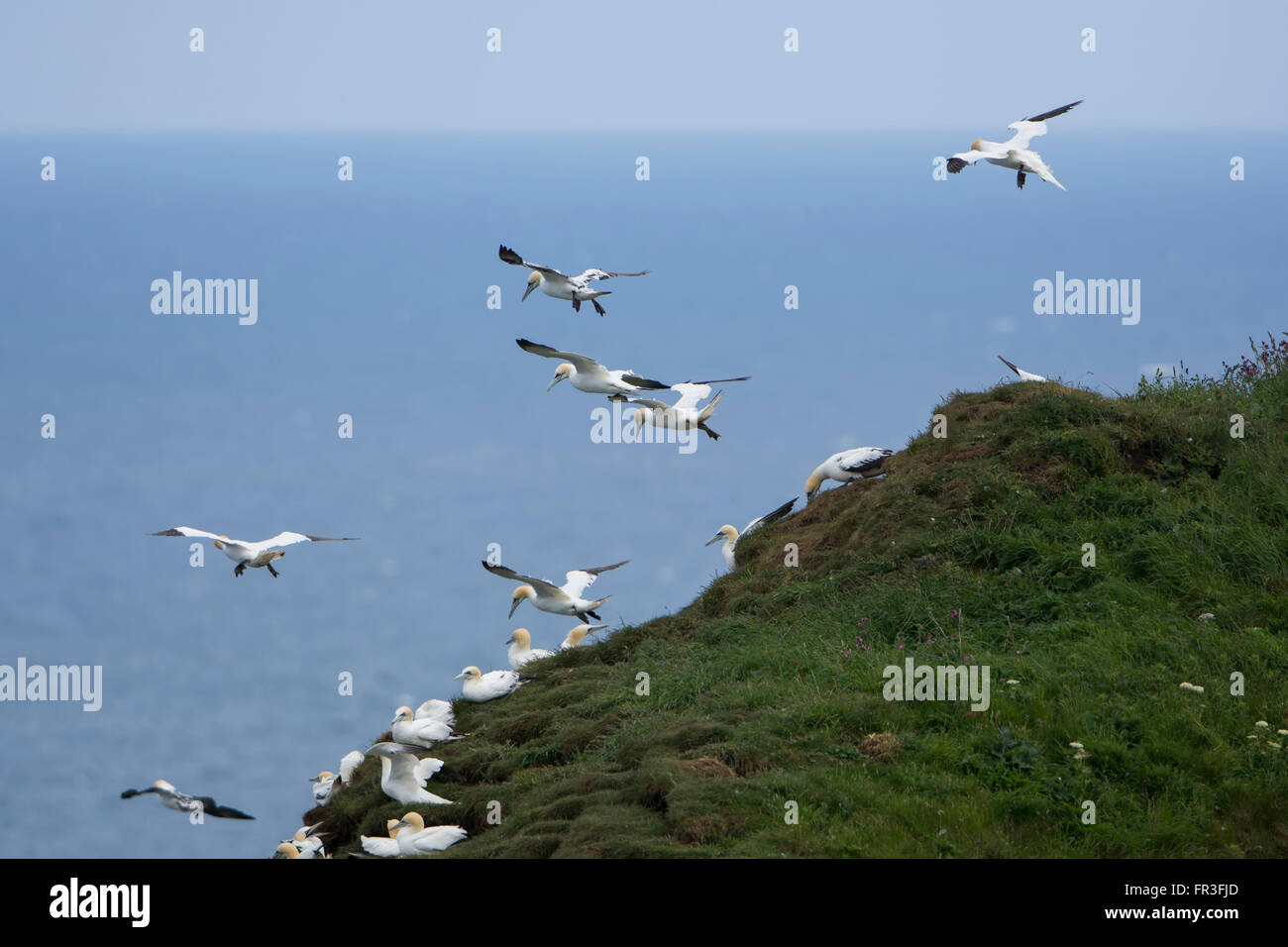 Northern Gannets (Morus bassanus) ride the wind at the cliff edge, Bempton Cliffs, East Yorkshire, UK Stock Photo
