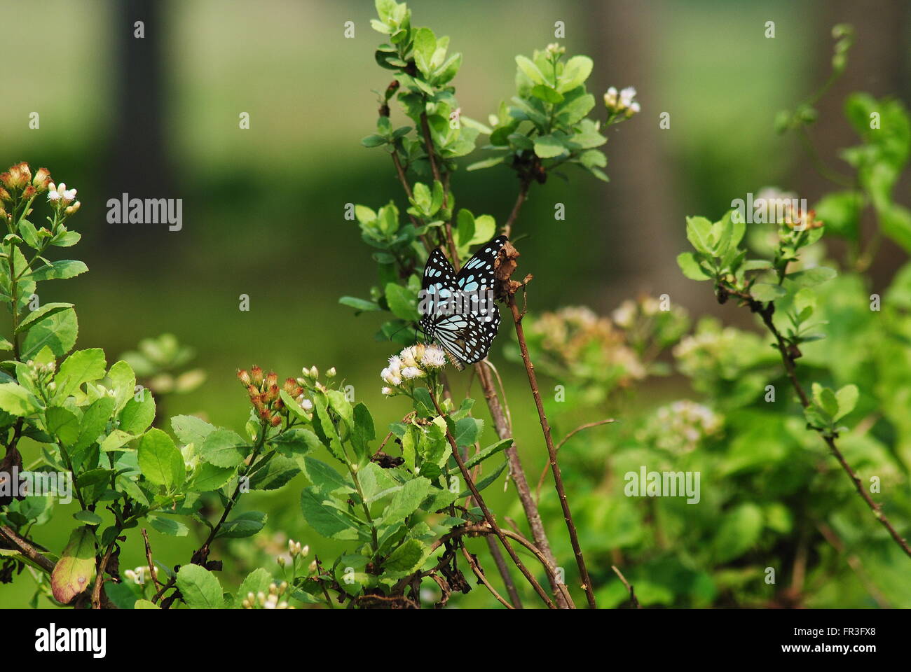 a portrait of a blue tiger butterfly Stock Photo