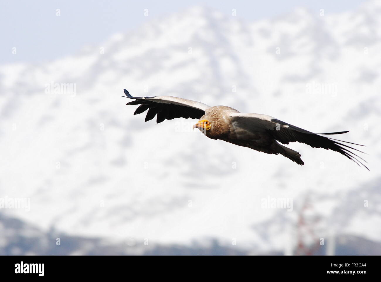 An Egyptian Vulture ( Neophron percnopterus) flying with snow capped mountains in the background. Stock Photo