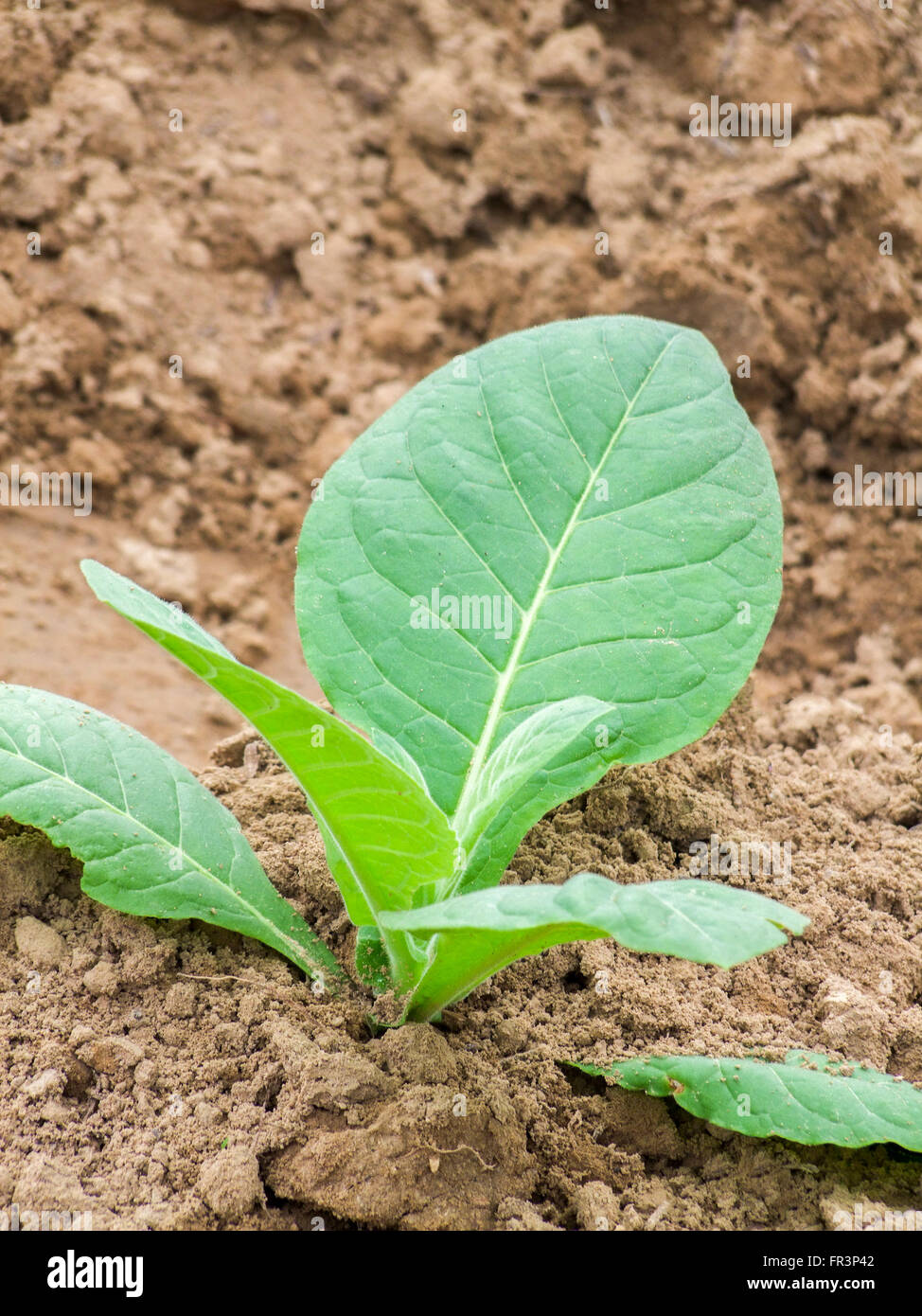 young tobacco plant seen in Cuba Stock Photo
