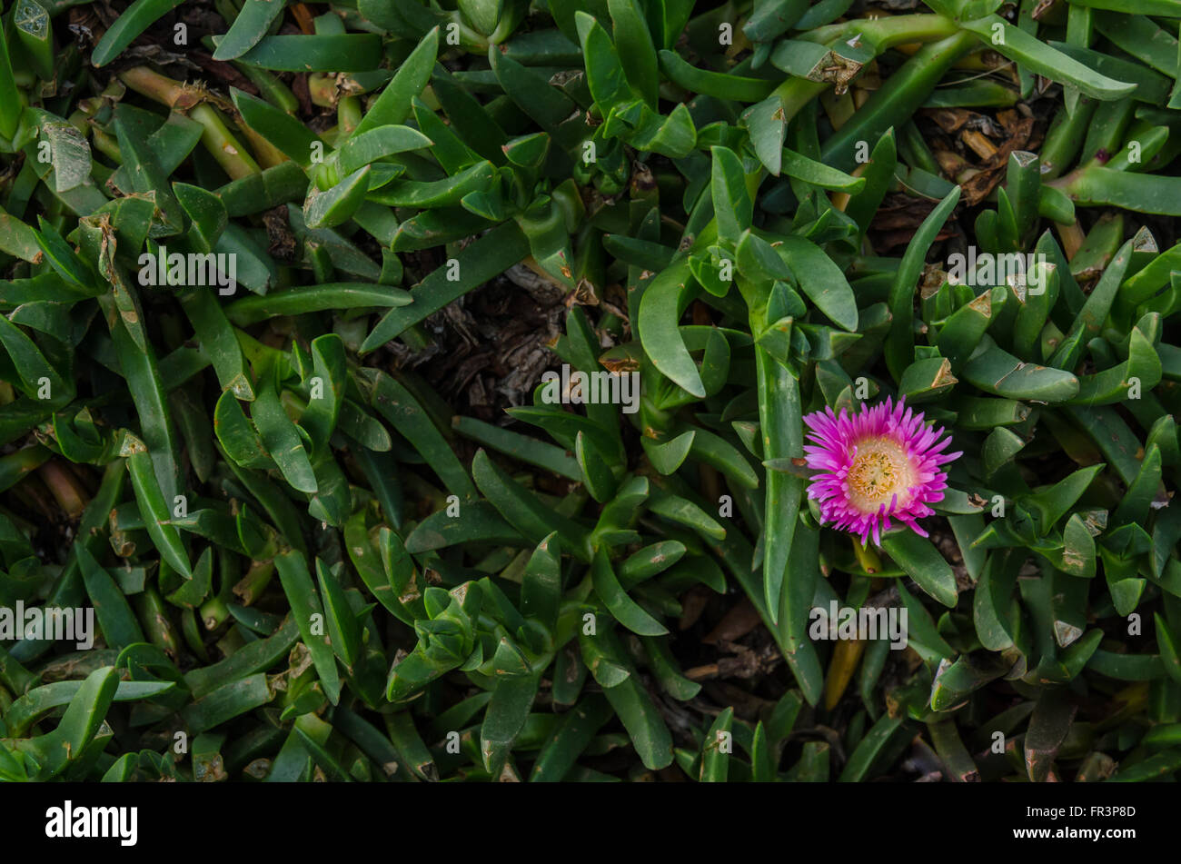 Single pink flower in green stems background image Stock Photo