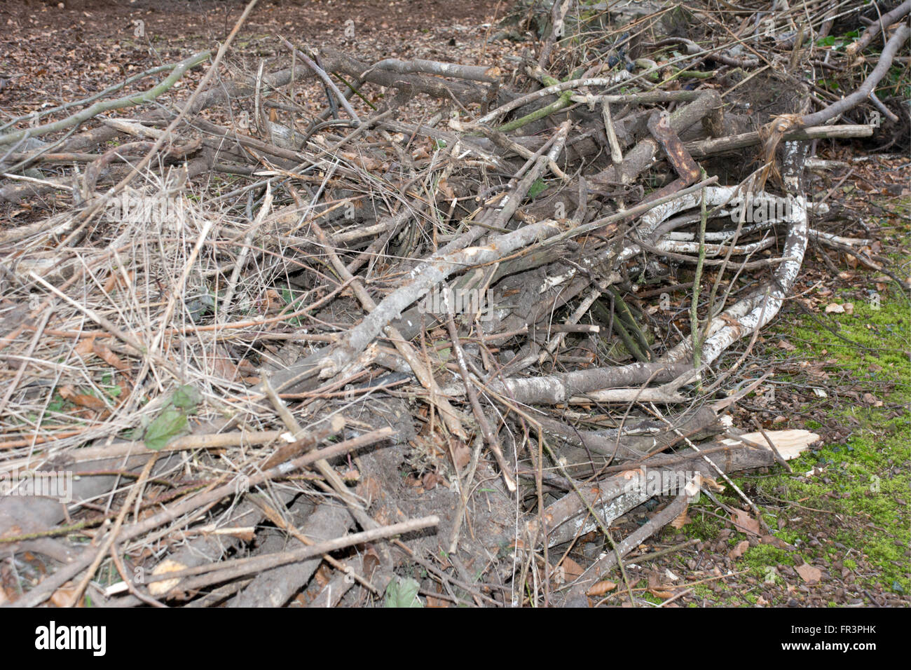 Pile of dead branches hi-res stock photography and images - Alamy