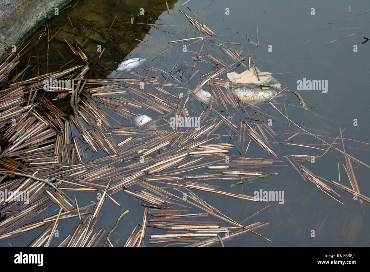 Four dead fish on the edge of a pond Stock Photo