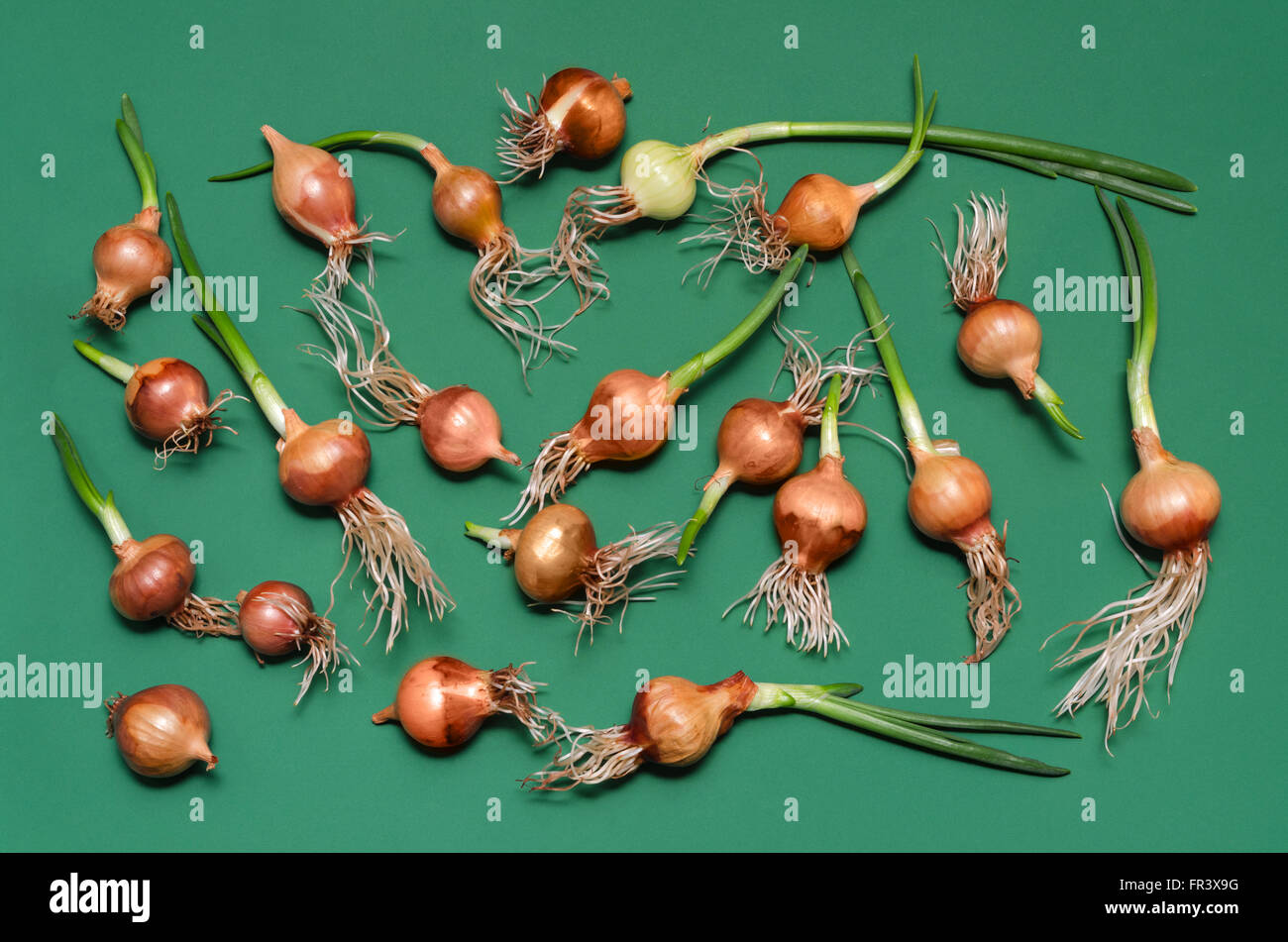 Sprouted onions for planting crops on a green background. Stock Photo