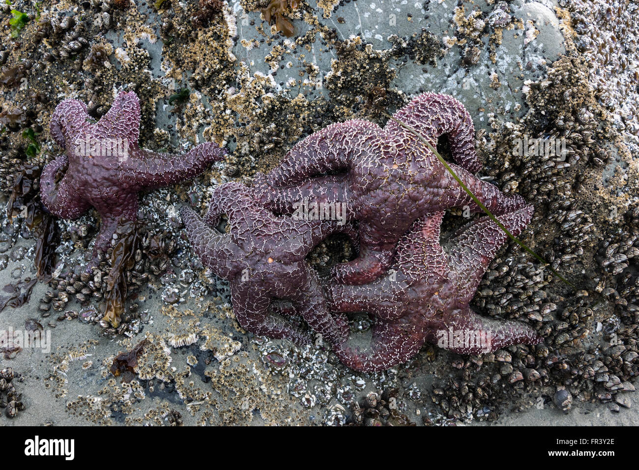 Purple sea stars and goose barnacles, low tide, Chesterman Beach, Tofino, British Columbia, Canada Stock Photo